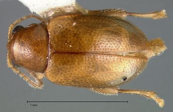 Media type: image;   Entomology 30836 Aspect: habitus dorsal view